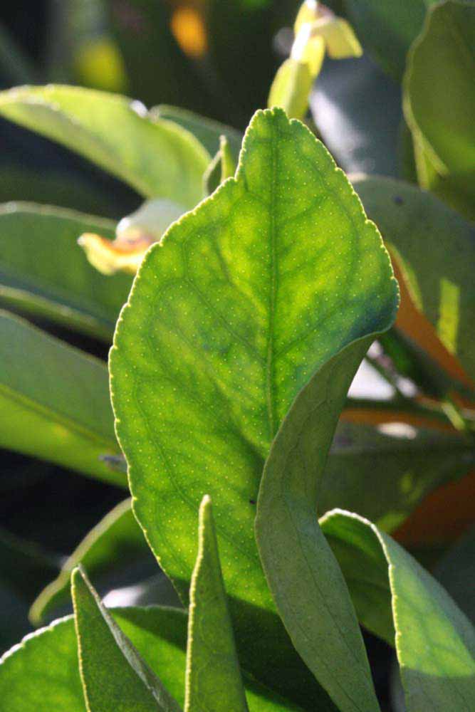              Margin (Riverside, CA)       